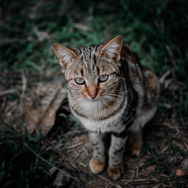 A very cute little Tabby cat photo offered by Mwabonje Ringa from Pexels.