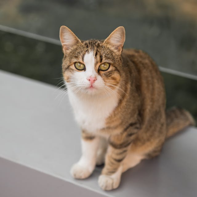 A photo of a very cute little cat sitting on a terrace offered by Photo by Dawwaper from Pexels.