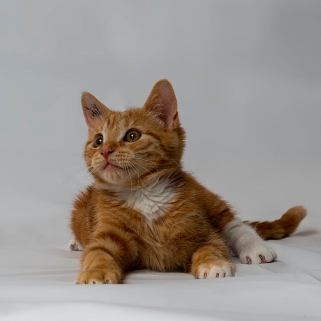 A photo of a orange little cat sitting on white floor by Jan Laugesen from Pexels.