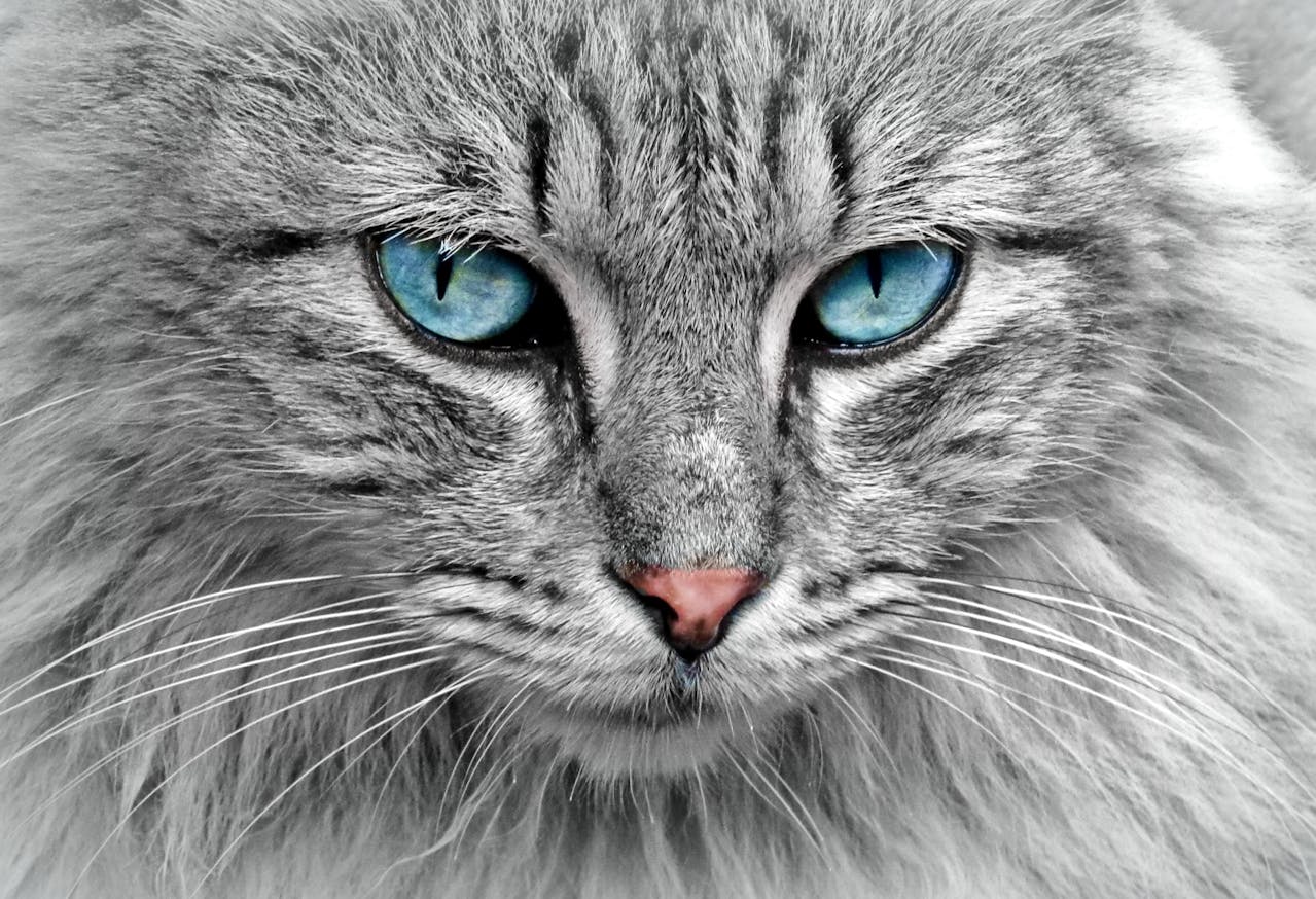 A nice grey cat photo offered by Pixabay.